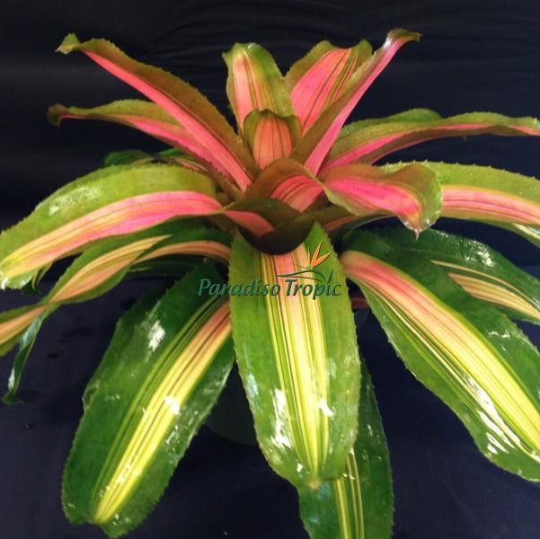 Neoregelia 'Yang' - Bromeliad Paradise