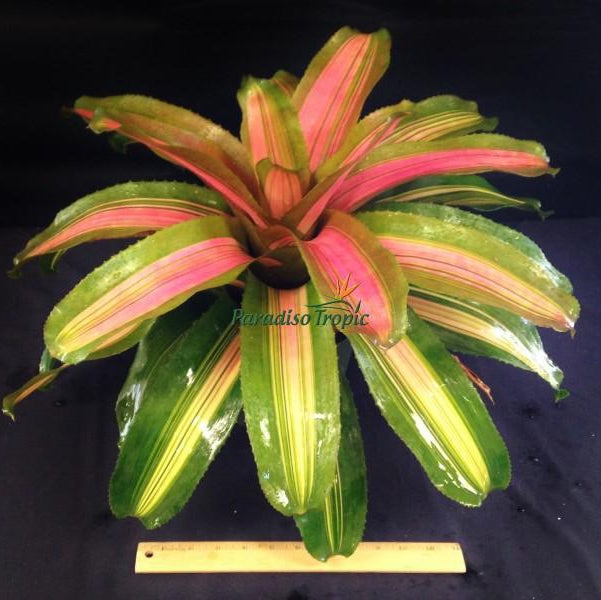 Neoregelia 'Yang' - Bromeliad Paradise