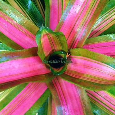 Neoregelia 'Yang' | Bromeliad Paradise