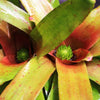 Neoregelia 'Yellow Devil' | Bromeliad Paradise