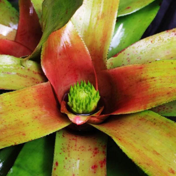 Neoregelia 'Yellow Devil' | Bromeliad Paradise