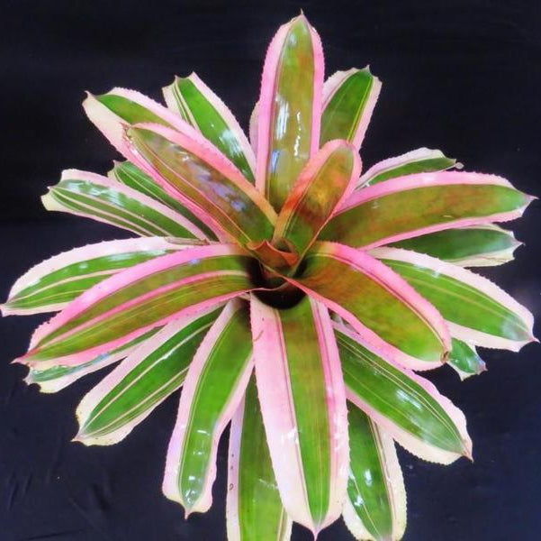 Neoregelia 'Yin' | Bromeliad Paradise