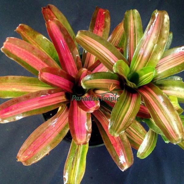 Neoregelia 'Zoe' - Bromeliad Paradise