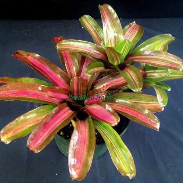 Neoregelia 'Zoe' - Bromeliad Paradise