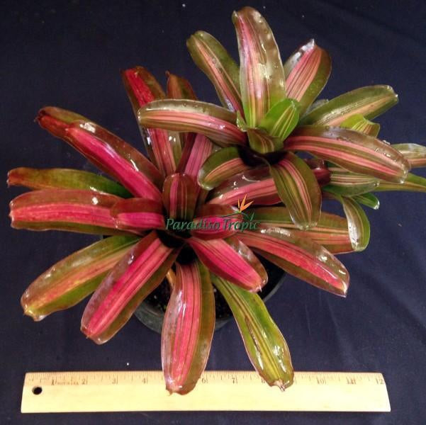 Neoregelia 'Zoe' - Bromeliad Paradise