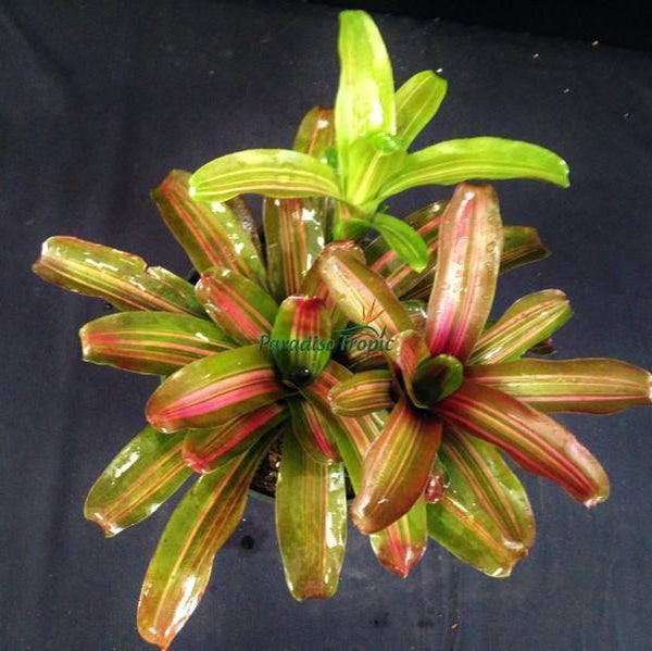 Neoregelia 'Zoe' - Bromeliad Paradise