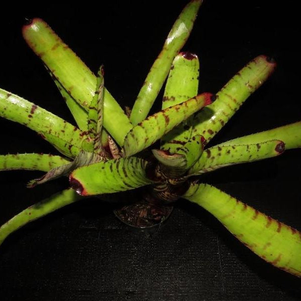 Neoregelia zonata x 'Skotak's Tiger' | Bromeliad Paradise