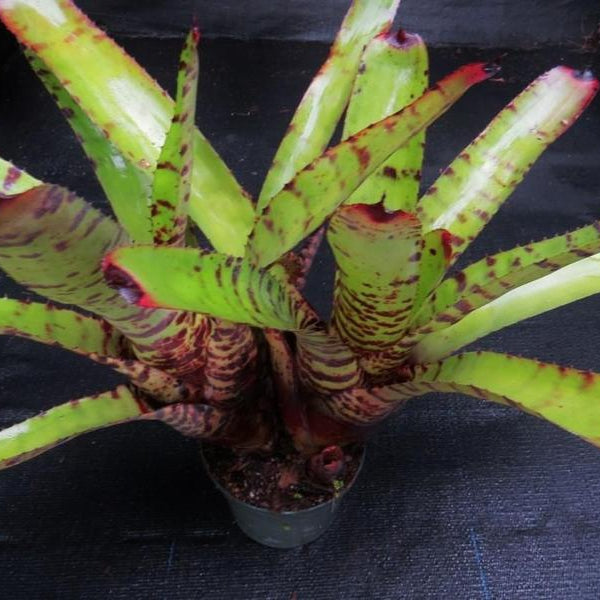 Neoregelia zonata x 'Skotak's Tiger' | Bromeliad Paradise