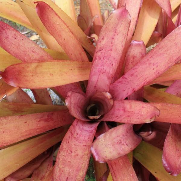 Portea alatisepala (purple foliage) - Bromeliad Paradise