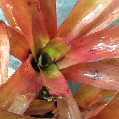 Portea kermesina 'Yellow Flowers' | Bromeliad Paradise