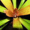 Portea petropolitana cv. 'Jungles' | Bromeliad Paradise