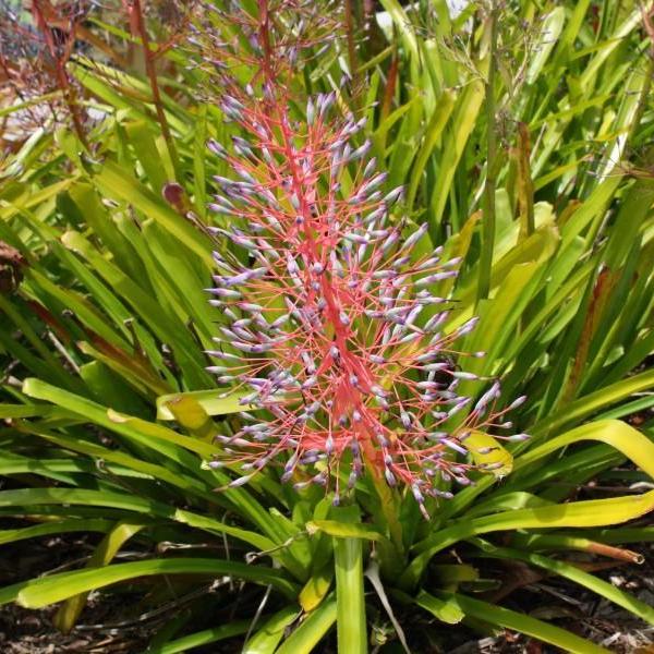 Portea petropolitana var. Extensa