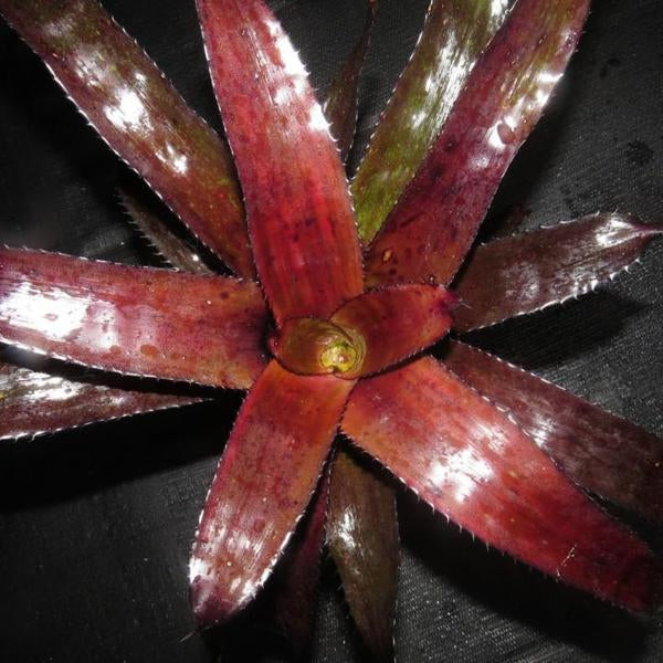 Quesnelia edmundoi var. 'Black'