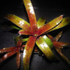 Quesnelia edmundoi var. rubrobracteata | Bromeliad Paradise