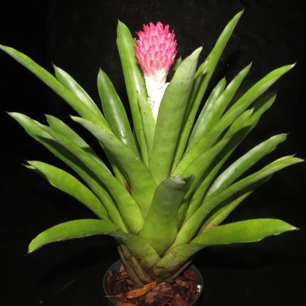 Quesnelia testudo - Bromeliad Paradise