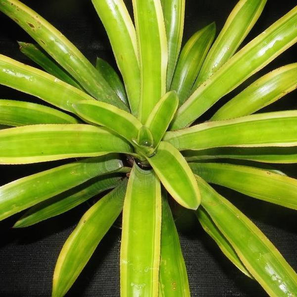 Quesnelia testudo ケスネリア テストゥド Quesnelia testudo 'Farro' - Bromeliad Paradise