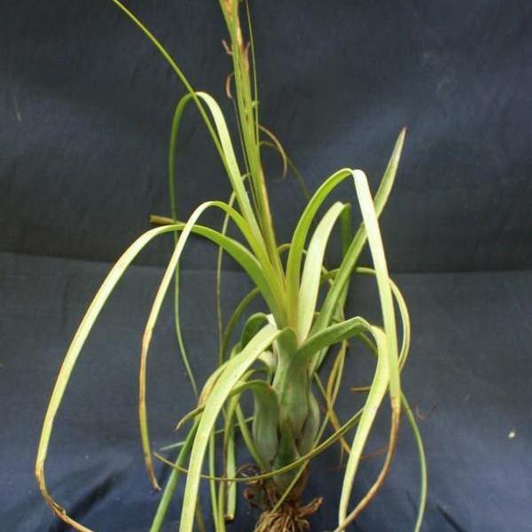 balbisiana air plant Tillandsia balbisiana