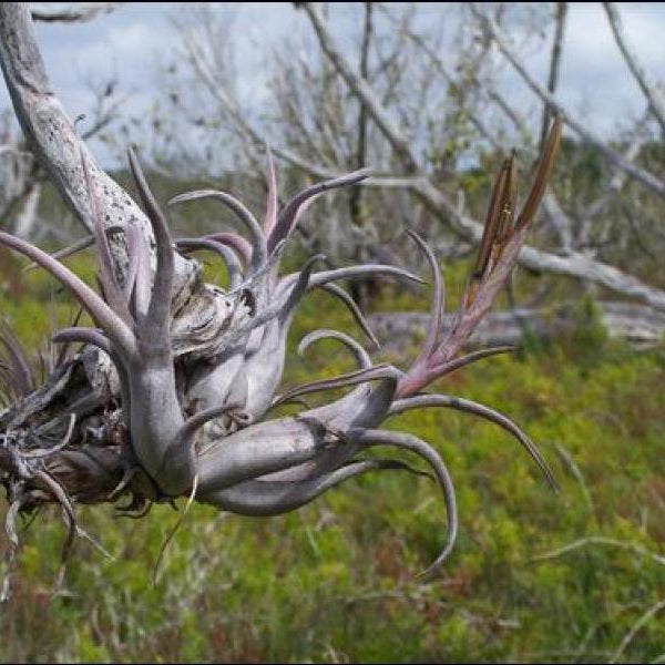 potbelly air plant Tillandsia paucifolia