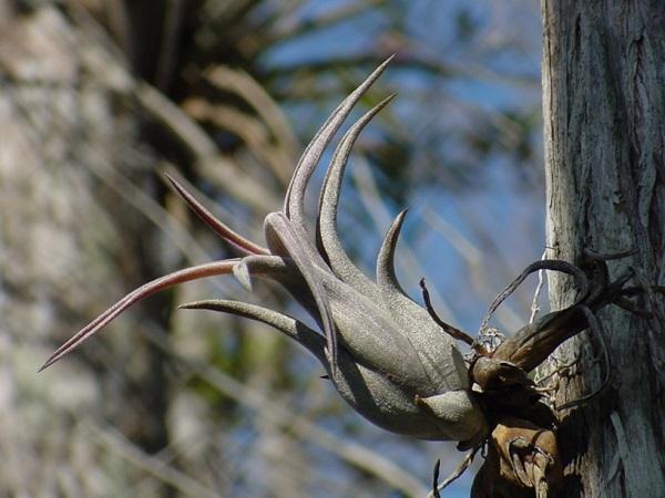 potbelly air plant Tillandsia paucifolia