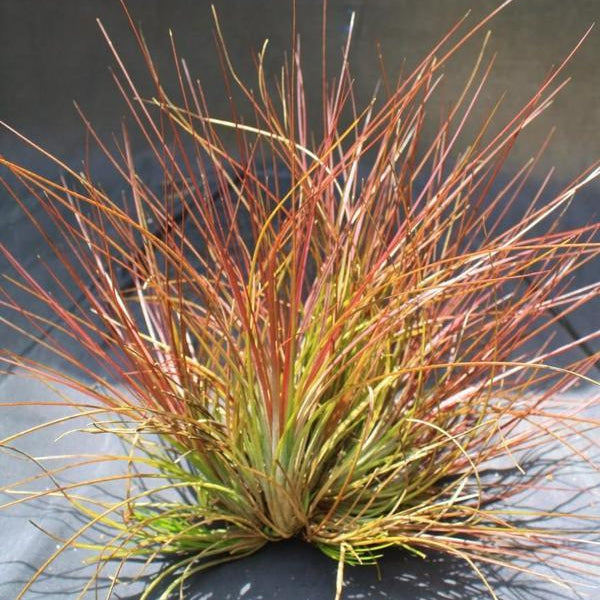 Tillandsia setacea (Syn T. tenuifolia) - Bromeliad Paradise