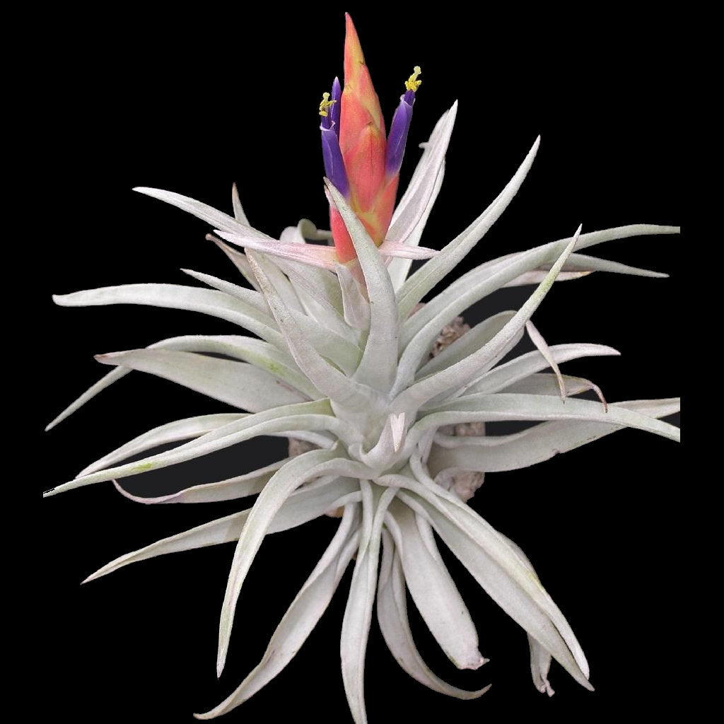 harrisii air plant care Tillandsia harrisii