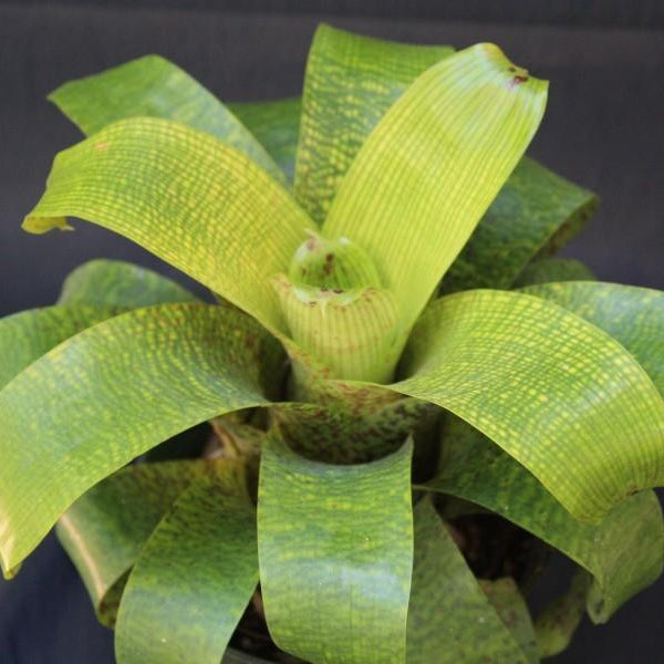 Vriesea ospinae cv. gruberi (Now Goudaea ospinae) - Bromeliad Paradise
