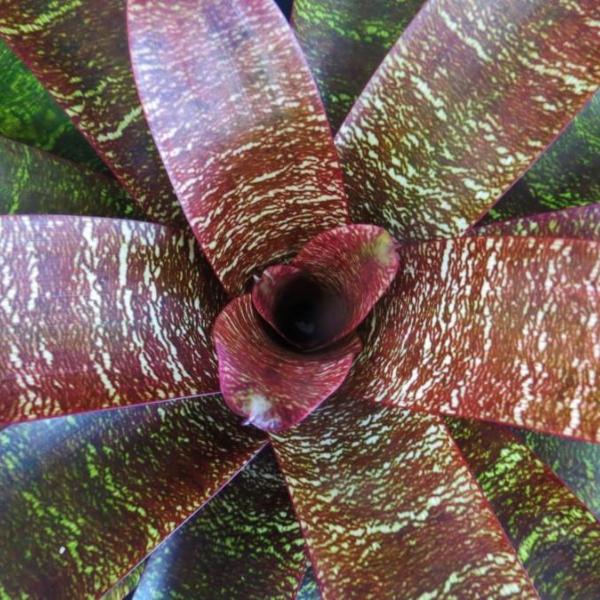 ブロメリア・エアープランツ Vriesea Hybrid Red Vriesea 'Moinai' - Bromeliad Paradise