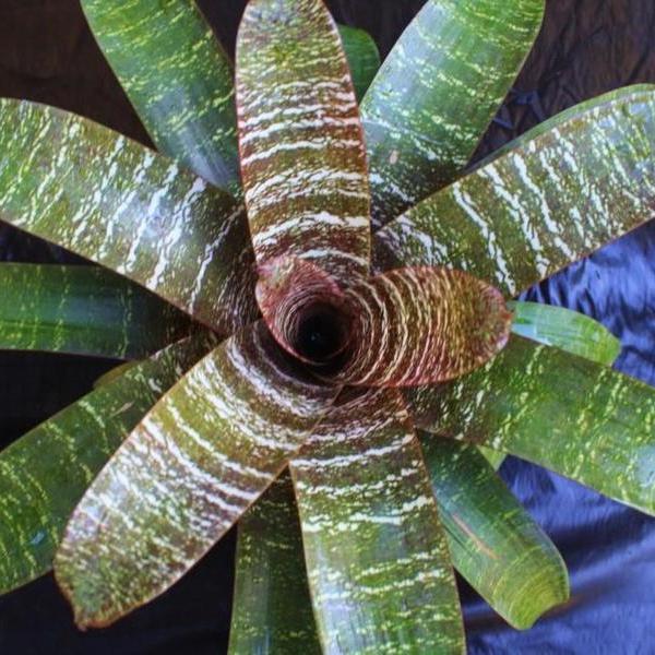 Vriesea fosteriana var. seideliana