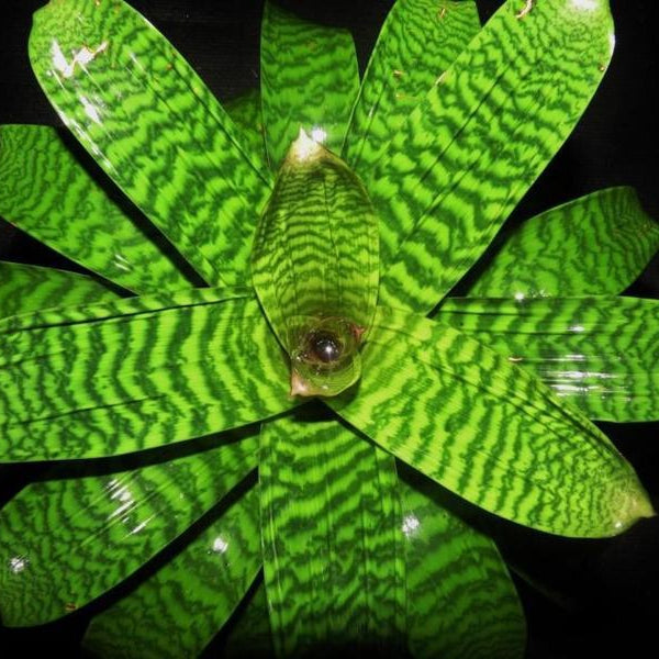 Vriesea hieroglyphica