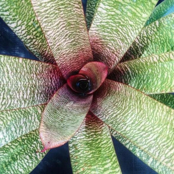 ブロメリア・エアープランツ Vriesea Hybrid Red 送料無料】Vriesea 'Red Chestnut'〔フリーセア〕現品発送V0096