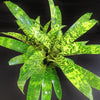 Vriesea ospinae cv. gruberi (Now Goudaea ospinae) | Bromeliad Paradise