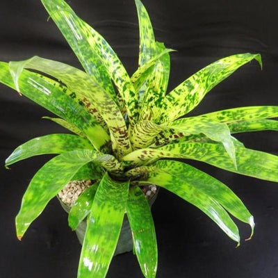 Vriesea ospinae cv. gruberi (Now Goudaea ospinae) | Bromeliad Paradise