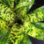 Vriesea ospinae cv. gruberi (Now Goudaea ospinae)