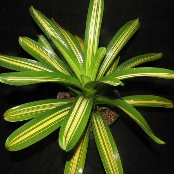 Vriesea Philippo-coburgii (variegated) - Bromeliad Paradise