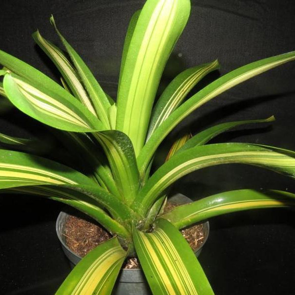 Vriesea philippo-coburgii (Variegated) - Bromeliad Paradise