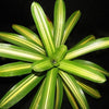 Vriesea philippo-coburgii (Variegated) | Bromeliad Paradise