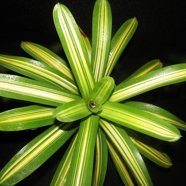 Vriesea ospinae cv. gruberi (Now Goudaea ospinae) - Bromeliad Paradise