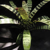 Vriesea 'Splenriet' | Bromeliad Paradise