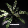Vriesea 'Splenriet' | Bromeliad Paradise
