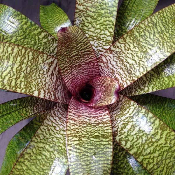 Vriesia hieroglyphica X fosteriana | Bromeliad Paradise