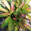 xAndrolaechmea - Aechmea fasciata x Androlepis skinneri | Bromeliad Paradise