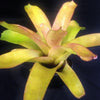 xAndrolaechmea ('Androlepis skinneri x Achemea blanchetiana') | Bromeliad Paradise