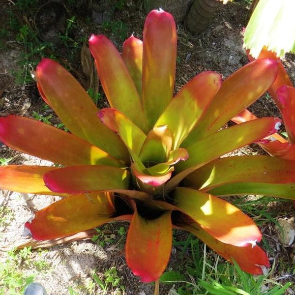 aechmea dean with philodendron xAndrolaechmea 'Dean'
