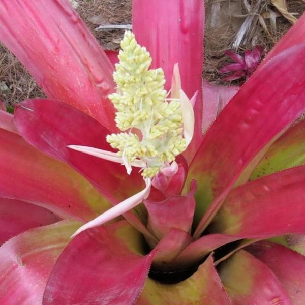 aechmea dean with philodendron xAndrolaechmea 'Dean'