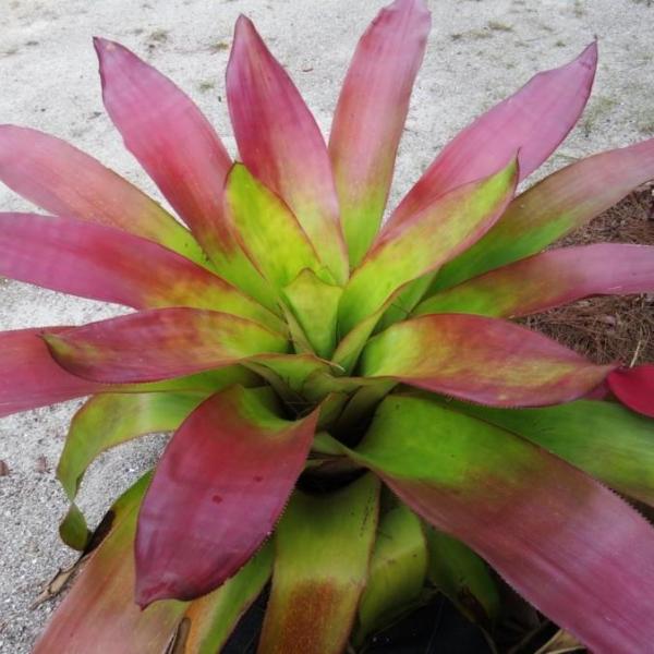 xAndrolaechmea 'Dean' - Bromeliad Paradise