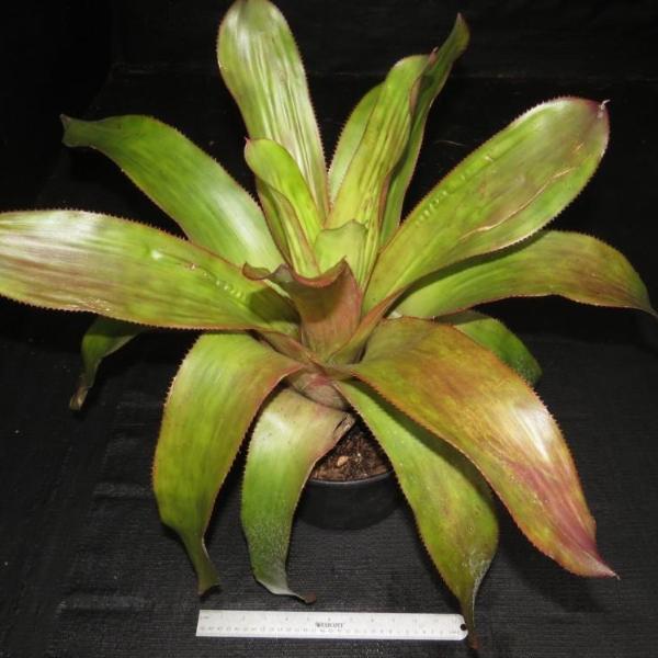aechmea dean with philodendron xAndrolaechmea 'Dean'