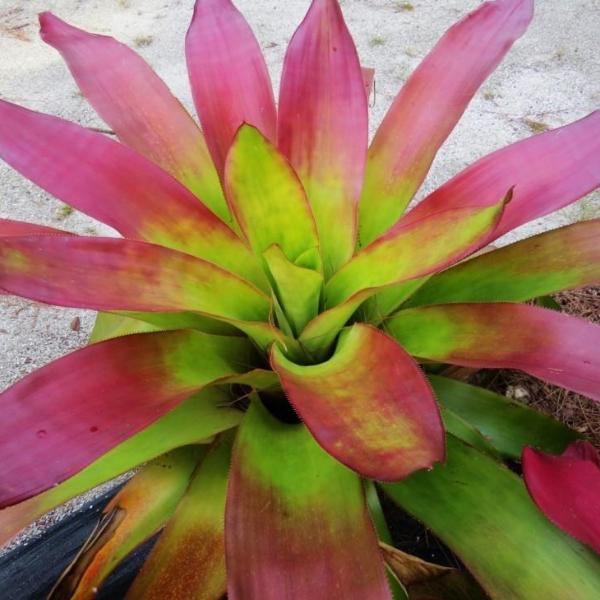 aechmea dean with philodendron xAndrolaechmea 'Dean'