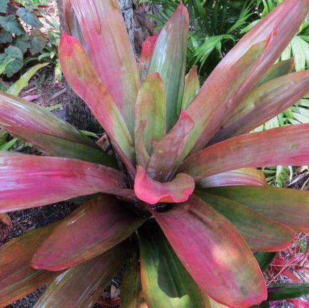 xAndrolaechmea 'Lynyrd Skynyrd' - Bromeliad Paradise