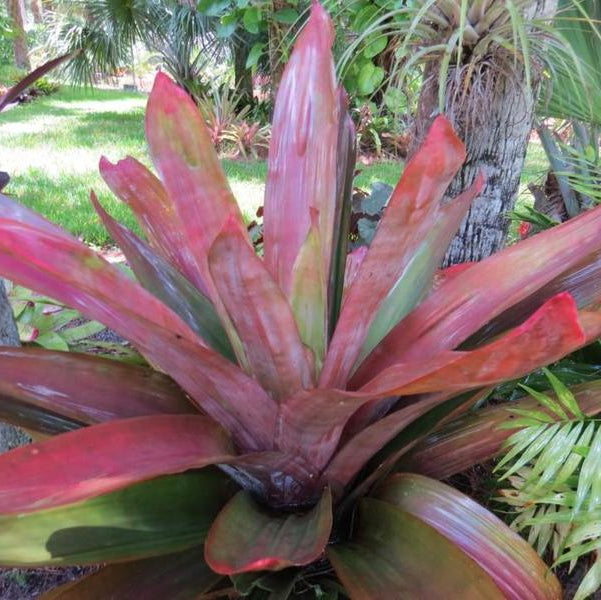 aechmea dean with philodendron xAndrolaechmea 'Dean'