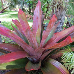 xAndrolaechmea ('Androlepis skinneri x Achemea... - Bromeliad Paradise